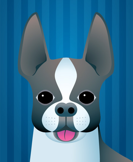 Boston Terrier